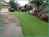 Zorro Zoysia