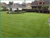 Zorro Zoysia