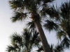 sabal-palm-trees