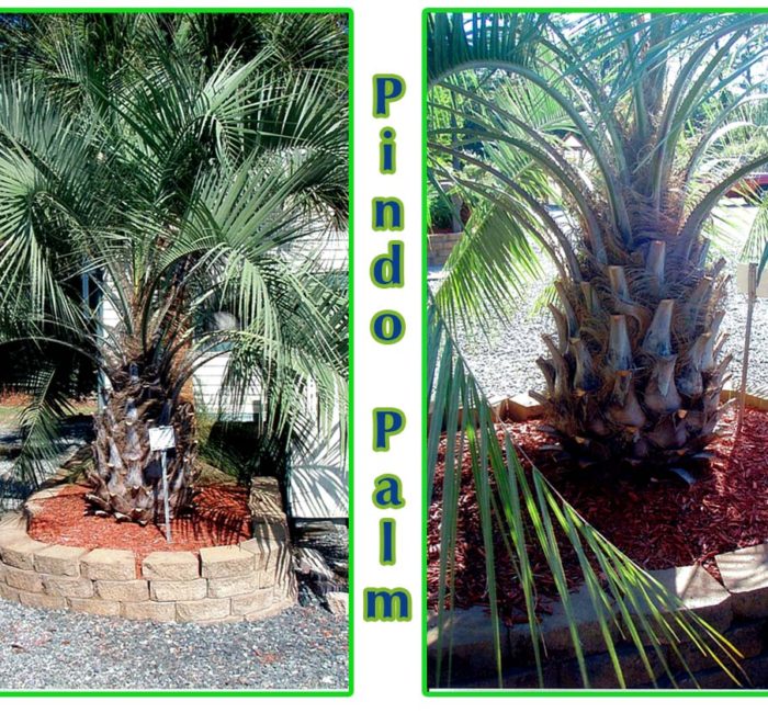 Pindo palm trees