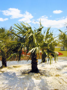 palm trees at superior sod