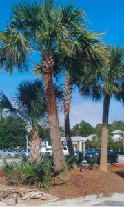 Sabal palmetto palms