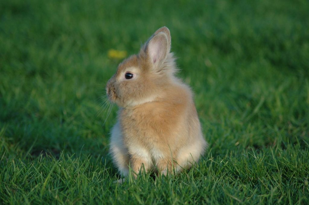 spring rabbit