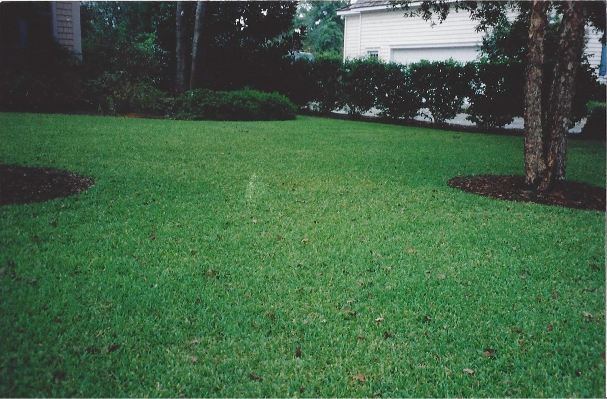 Grass Varieties Superior Sod Certified Sods Long Leaf Pine Straw And Sabal Palm Trees The Correct Fertilizers For Lawns In Wilmington