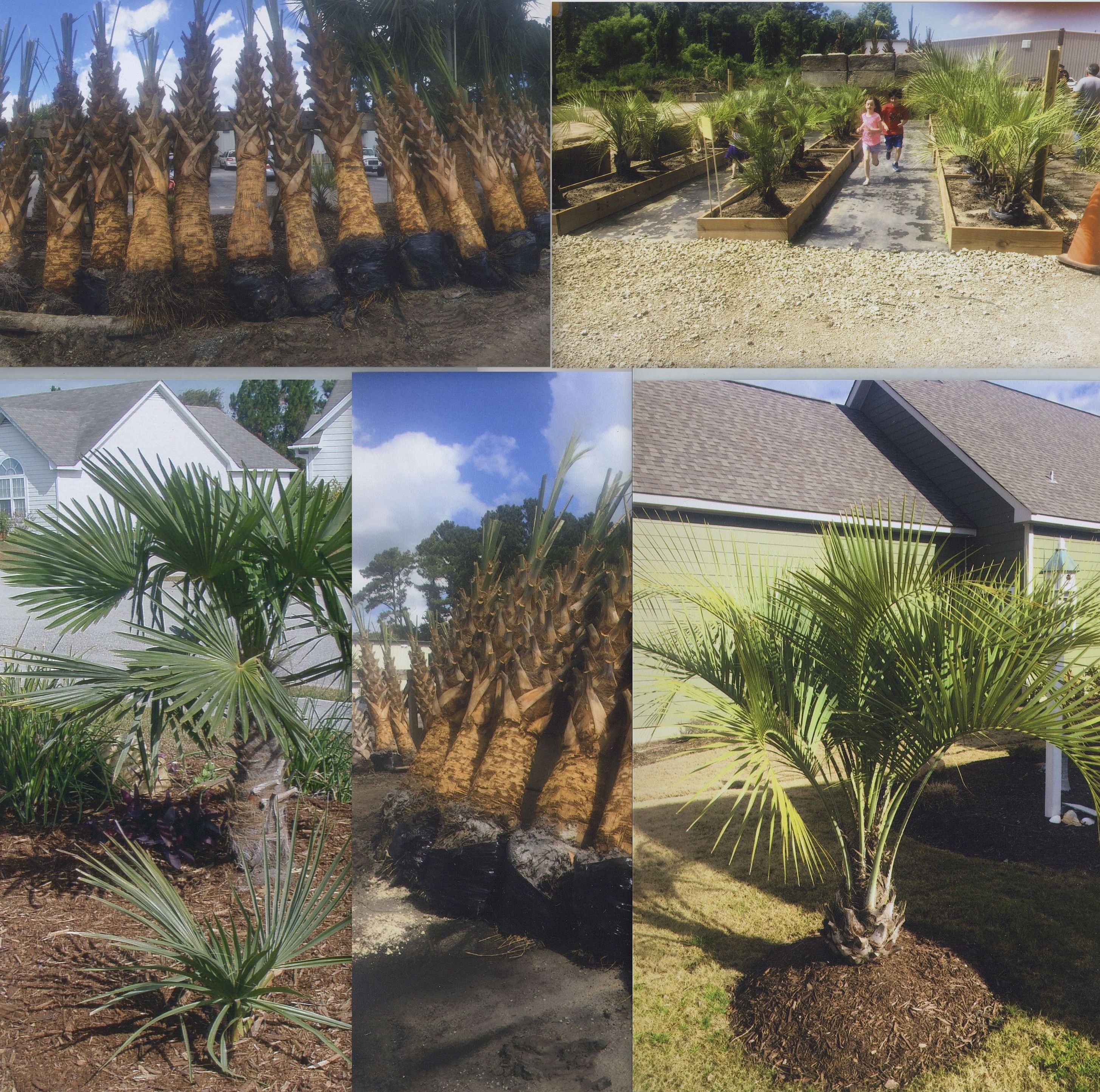 Palms Collage 1