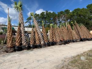 Sabal Palm Trees