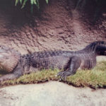 Alligator on Empire Zoysia